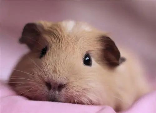 天竺鼠惊吓,天竺鼠害怕会死掉吗