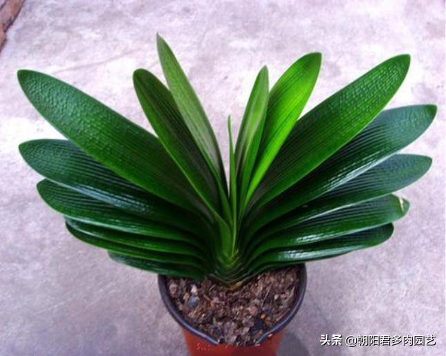君子兰如何浇水才是最正确的,君子兰怎么浇水越长越好