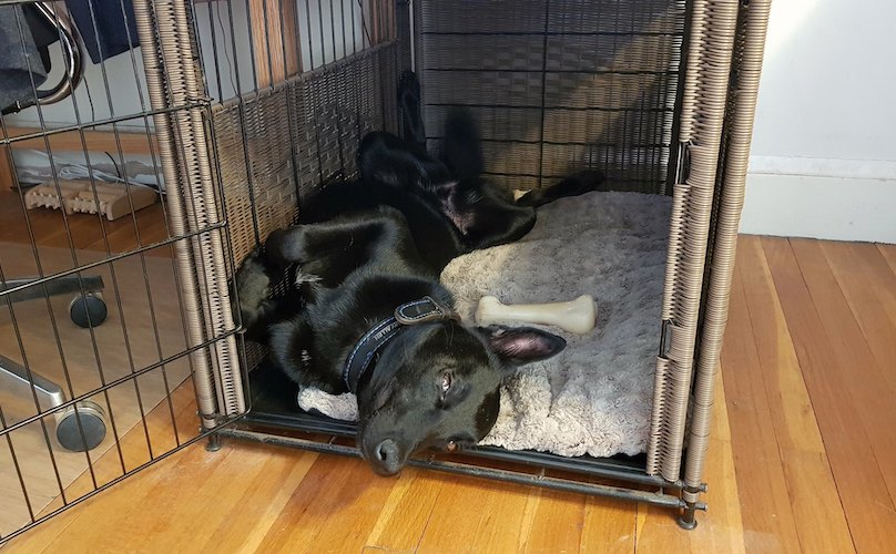 狗狗被关进狗笼反应很大,主人被蛇吓到把狗关到了笼子里