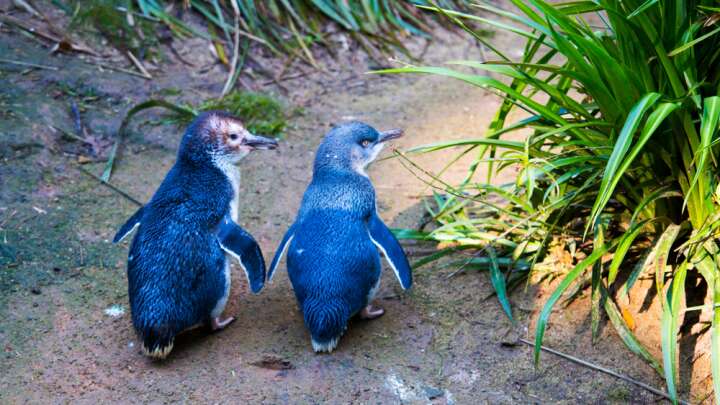 放生企鹅被海豹吃了,企鹅濒临灭绝