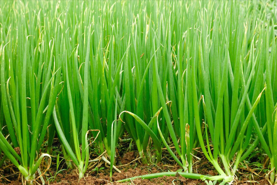 大葱叶片干尖是什么病,大葱叶子上有白点用什么药最好