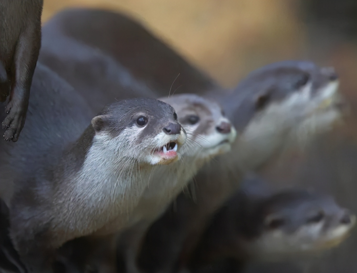新加坡打架最惨烈的一次,新加坡出租车司机种族冲突