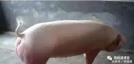 猪断尾和不断尾有啥区别,关于猪断尾