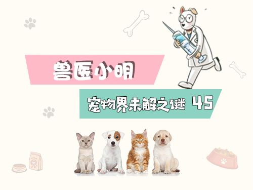 柯基犬事件辟谣,柯基是一年四季都掉毛吗