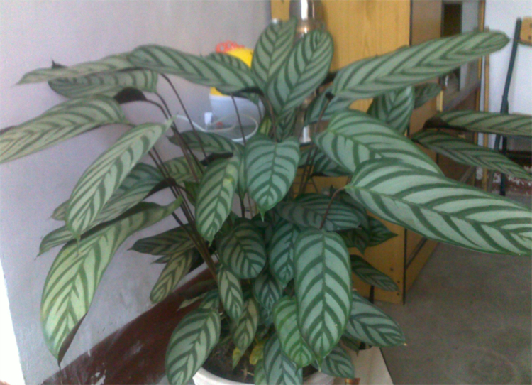 去除甲醛的植物除了绿萝还有什么,室内吸甲醛净化空气的植物大全