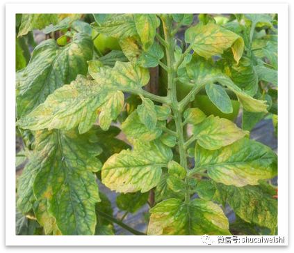 番茄缺镁有什么症状,番茄病毒病的防治和缺素防治