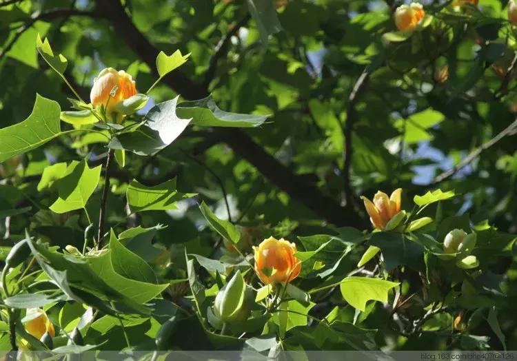 2024年下半年苗木价格会上涨吗,未来10年苗木行情预测