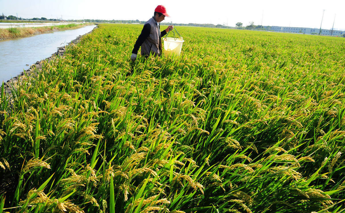 稻田养殖泥鳅怎么捕捞视频,人工养殖的泥鳅怎么捕捞