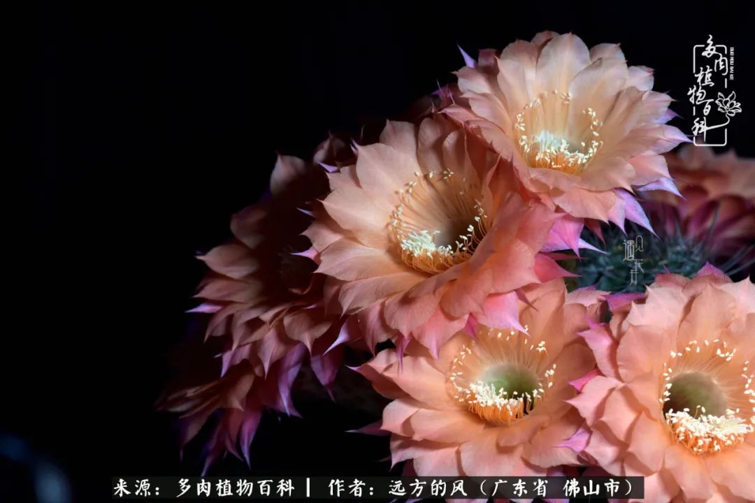 那些花儿在每个角落静静为你开着,那些花儿在每个角落静静地绽放