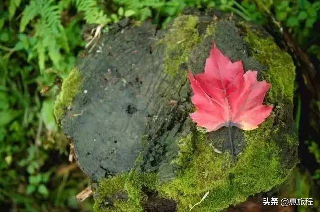 成都红枫打卡地,川西红枫岭团购
