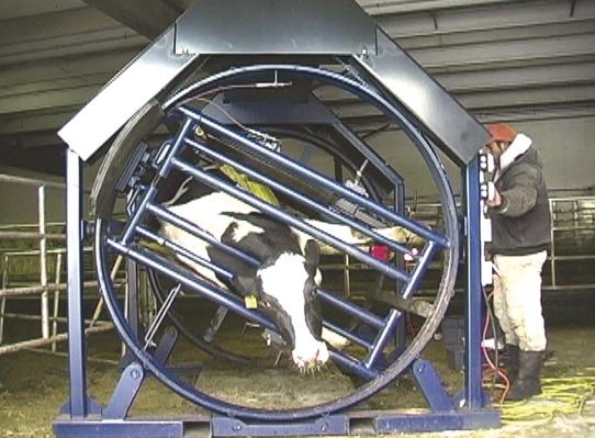 韩铁柱:新产牛疾病防治