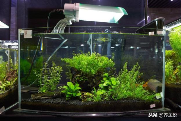 如何使用小苏打调节鱼缸酸碱度,调节鱼缸酸碱度的树叶