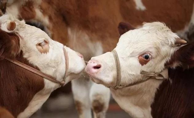 牛胃积食酸中毒怎么办,牛瘤胃胀的防治方法