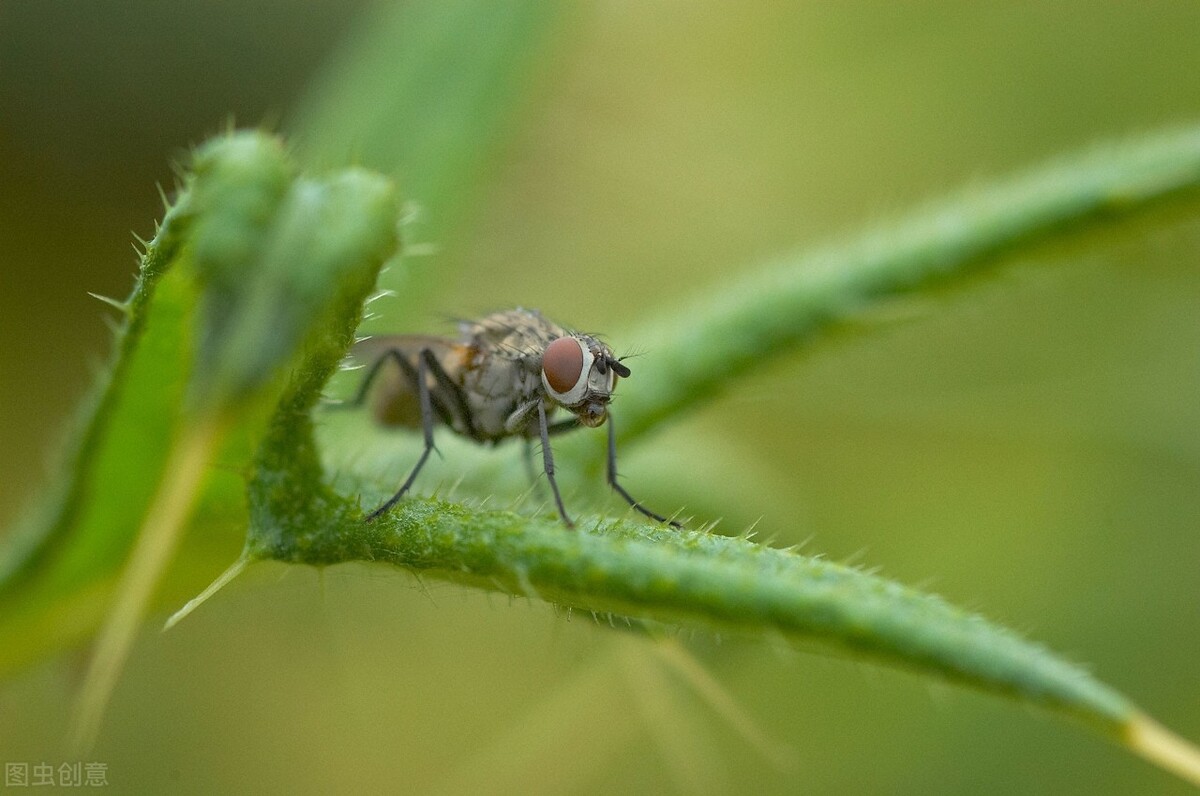 苍蝇是怎么形成的为什么不能灭绝,苍蝇灭绝了会有什么后果