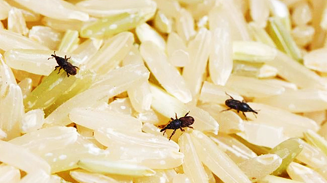 米面怎么保存不容易生虫子,米面生小虫怎么办