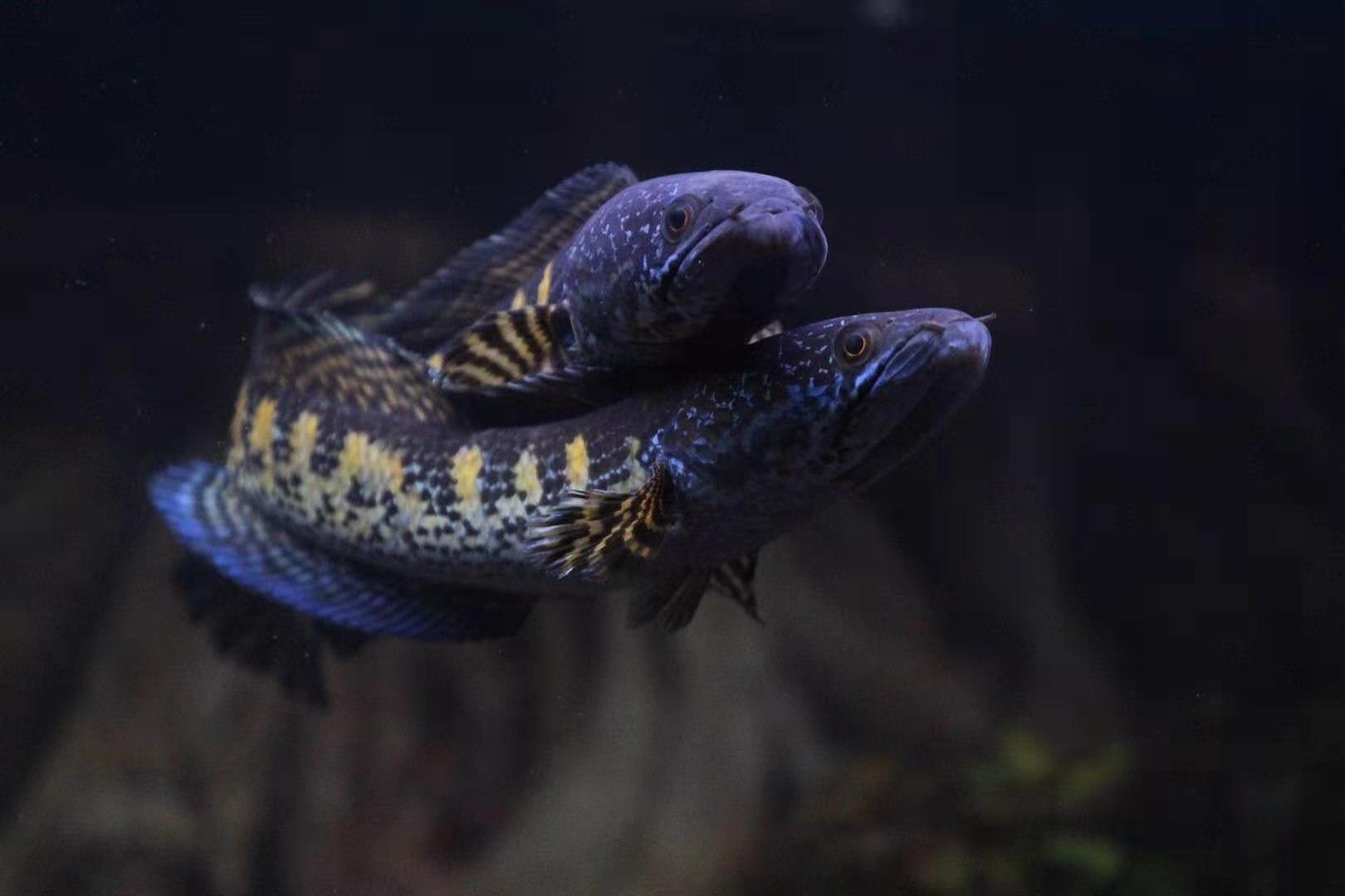 精心挑选6种最容易饲养的观赏鱼,想要选择比较容易饲养的观赏鱼