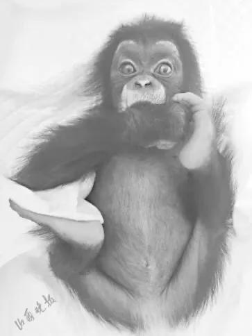 太原动物园六只小白虎,太原动物园必看的动物