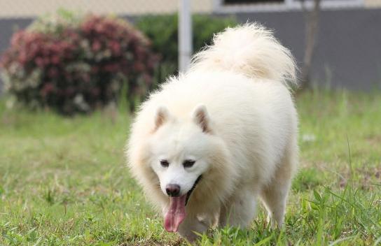 狗身上的味道不花钱怎么最快去除,狗狗身上没有味家里有味怎么回事