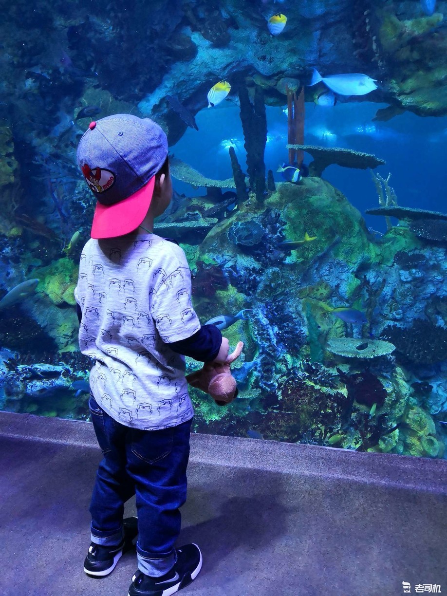 珠海长隆海洋王国亲子游攻略,珠海长隆海洋王国攻略亲子游