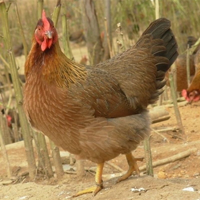 土鸡品种有哪些哪个品种好养,土鸡品种最好的是什么品种
