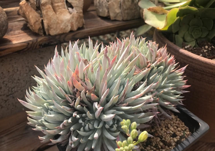 自从养花生活质量都变好了,花园生活的真实感受