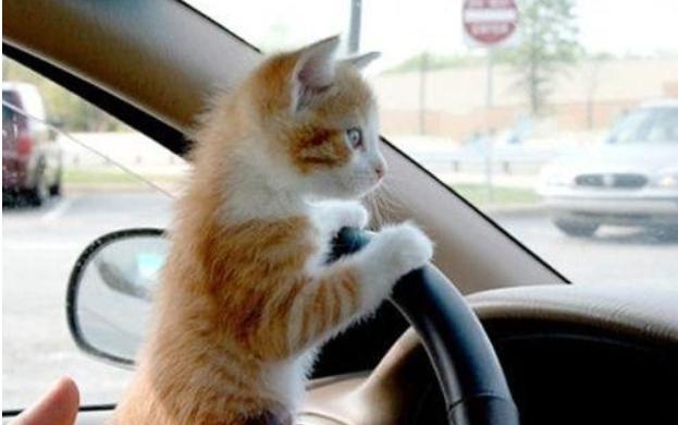 长途开车带猫咪回老家?这3个安全问题,你确定不来学习下?