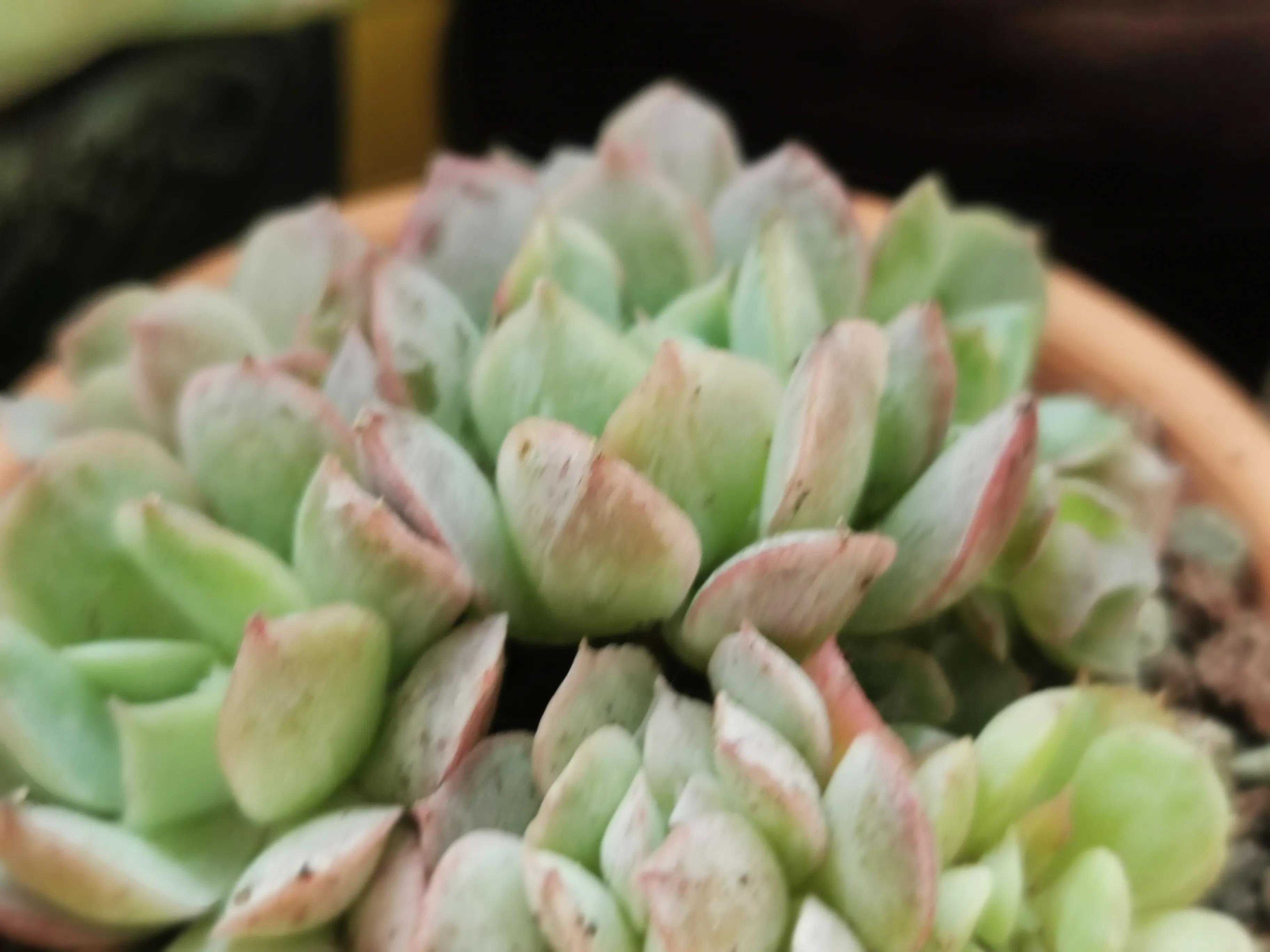 新购大单头多肉上盆,多肉品种大全大集合