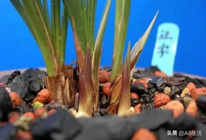 汪字兰花历史,汪姓文化传承