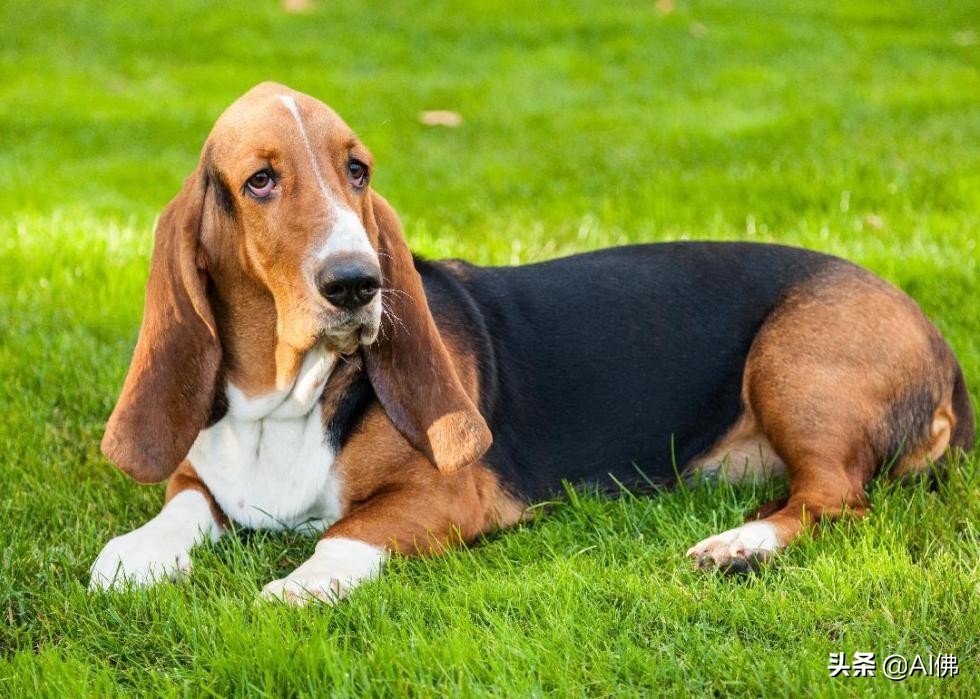 中国犬种起源与进化,比熊犬犬种起源