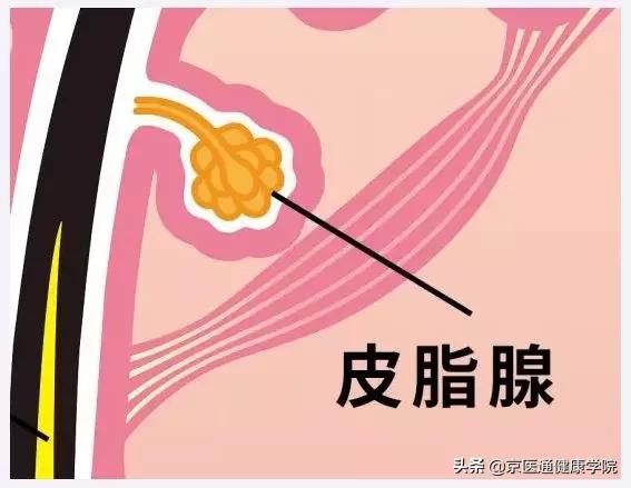毛孔粗大的原因及改善方法,毛孔粗大的原因和治疗方法