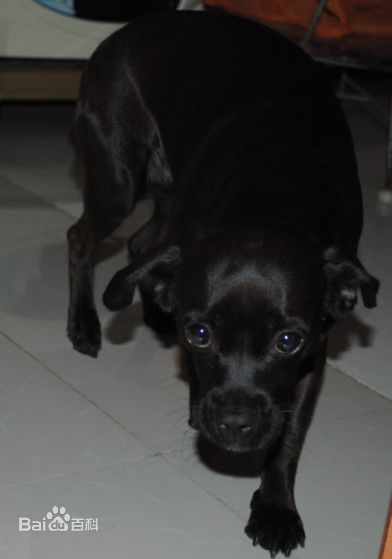 不掉毛无体味性格温顺的小型犬,宠物狗大全表