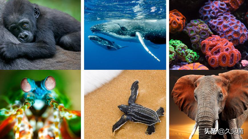 寄生虫灭绝了对生态有影响吗,寄生虫离开人体多久会死亡