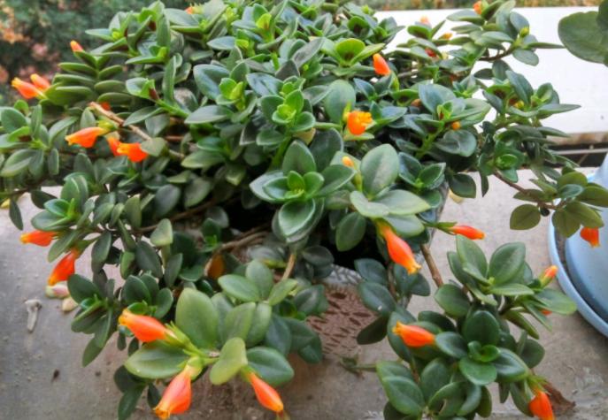 金鱼吊兰怎么养才长得粗壮,水培金鱼吊兰为啥光长叶子不开花