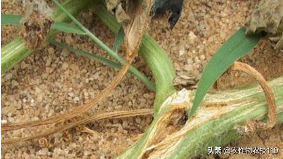 南瓜高产种植，病害重、虫子多；如何防治效果好呢？