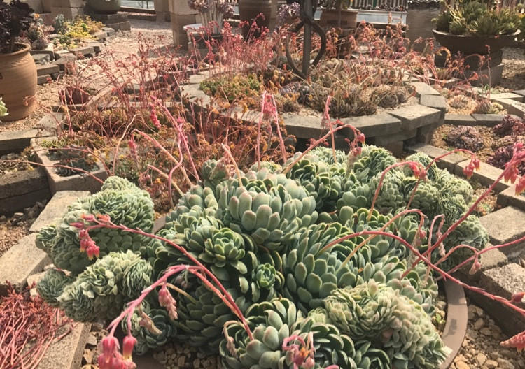 自从养花生活质量都变好了,花园生活的真实感受