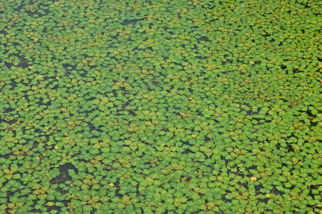 你吃的菱，是2角、4角还是0角？