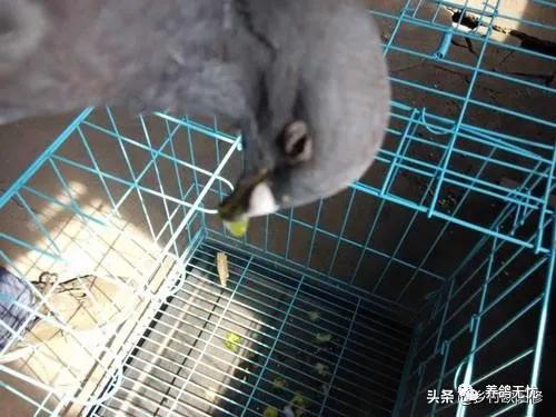 鸽子嗉囊炎可以喂酵母片吗,嗉囊炎的鸽子为什么大量饮水