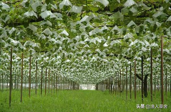 葡萄精细化管理,葡萄产业发展的问题及对策