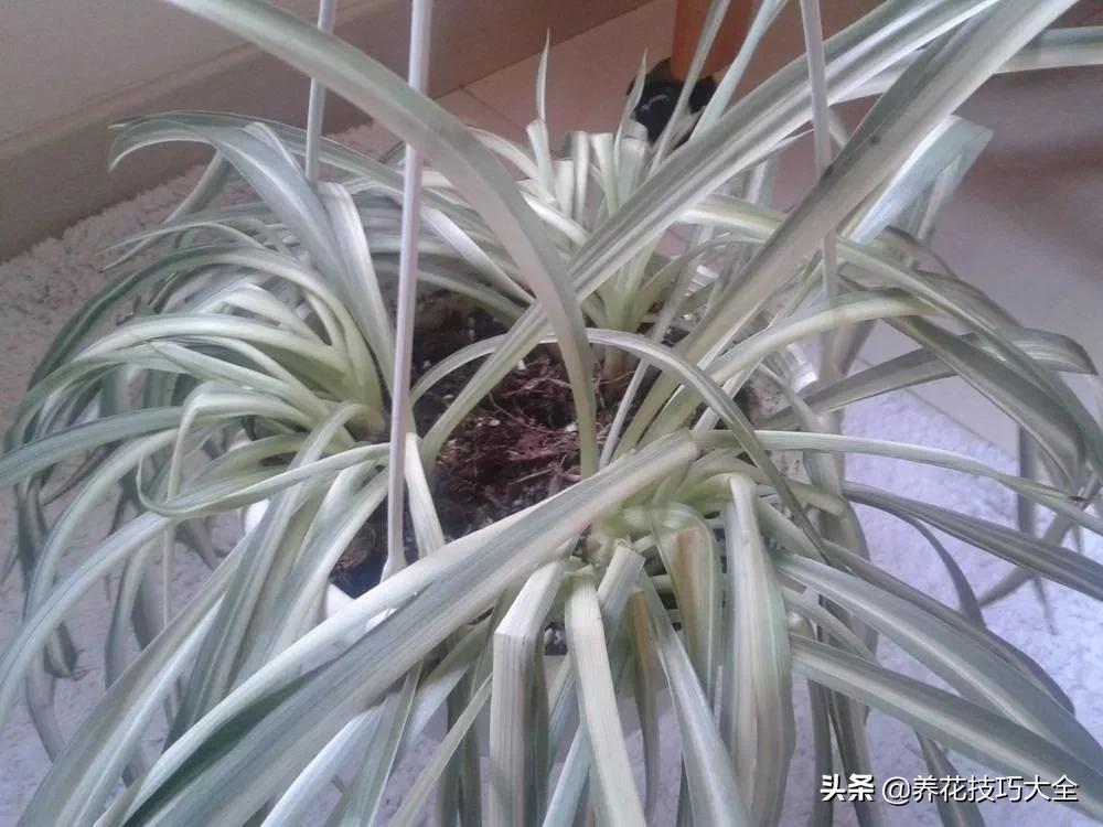 吊兰叶子干尖是怎么回事,千叶吊兰叶子干尖怎么回事