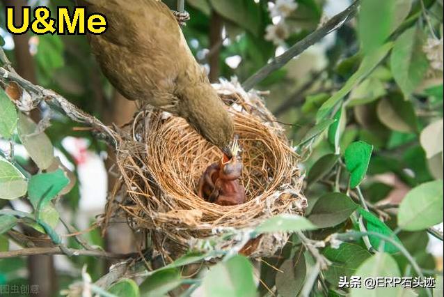 女儿成长记（四十三）——寒号鸟的春天