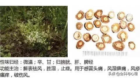 史上最全中草药图谱（附主治功效）（一）
