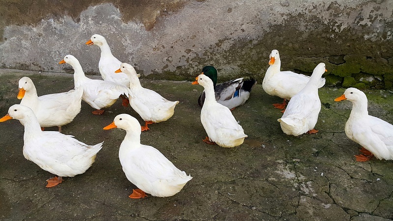 小鹅瘟怎么治疗最快,小鹅瘟的症状及治疗