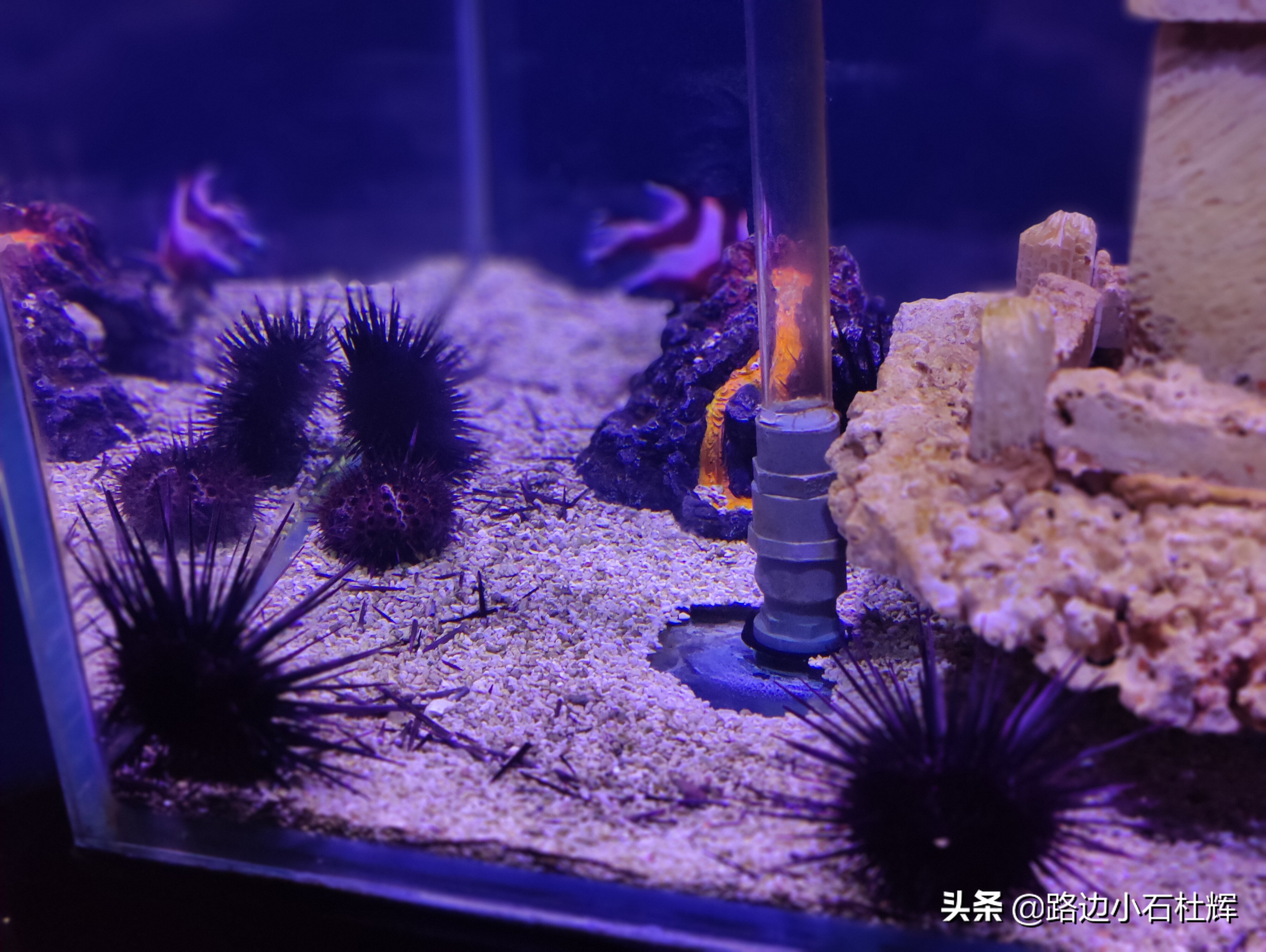 北京海洋馆海底世界和动物园攻略,游北京动物园海洋馆