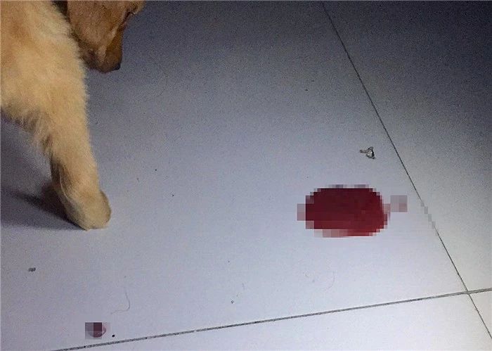 幼犬感染犬细小后并不会变得“又细又小”,其实犬瘟热才是