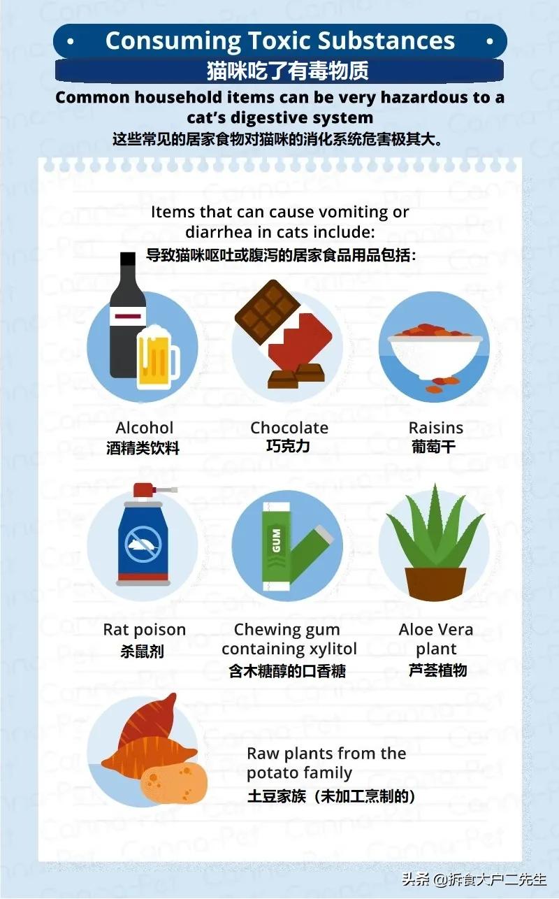 猫咪呕吐没消化的猫粮怎么办,go九种肉猫粮猫什么阶段能吃