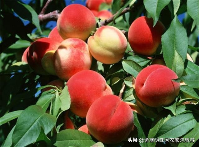 天津蓟县梨木台景点附近农家院,天津蓟县旅游梨木台攻略