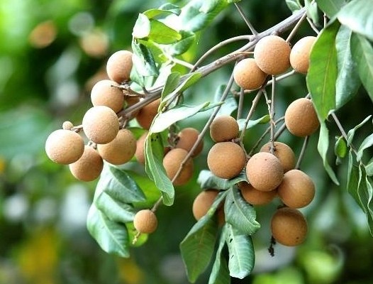 中药龙眼肉的功效与主治,龙眼肉的主治功能