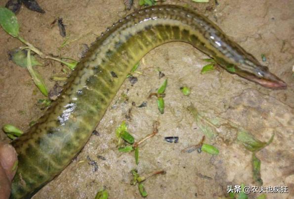 适合农村养殖无刺鱼推荐,稻田里养殖的无鳞鱼大全