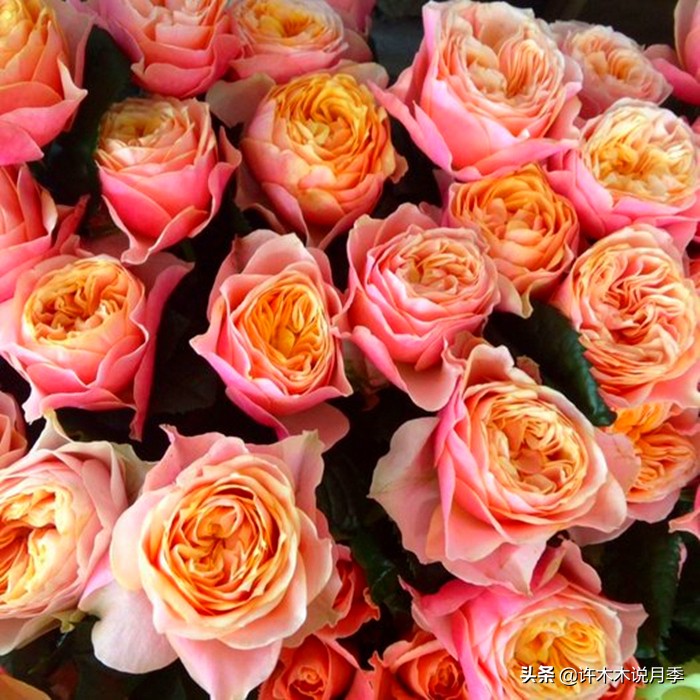 新手月季种植手册，牢记这6点，不死苗、开花多。新手收藏备用