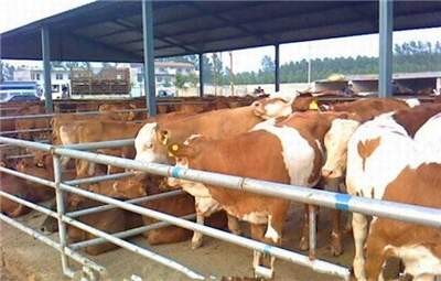 肉牛消化能和代谢能的关系,肉牛生长阶段的营养需求